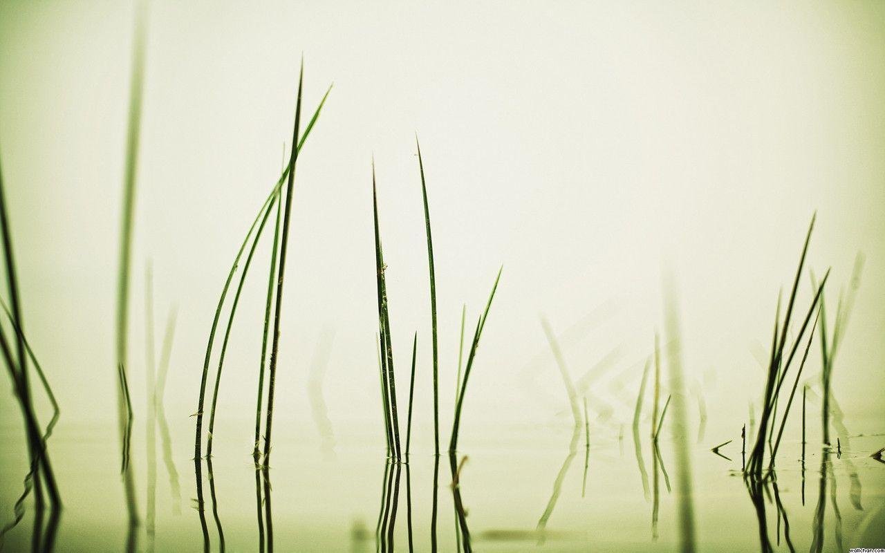 Swamp Grass Background