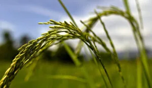 Mosquito control in Duson, Louisiana