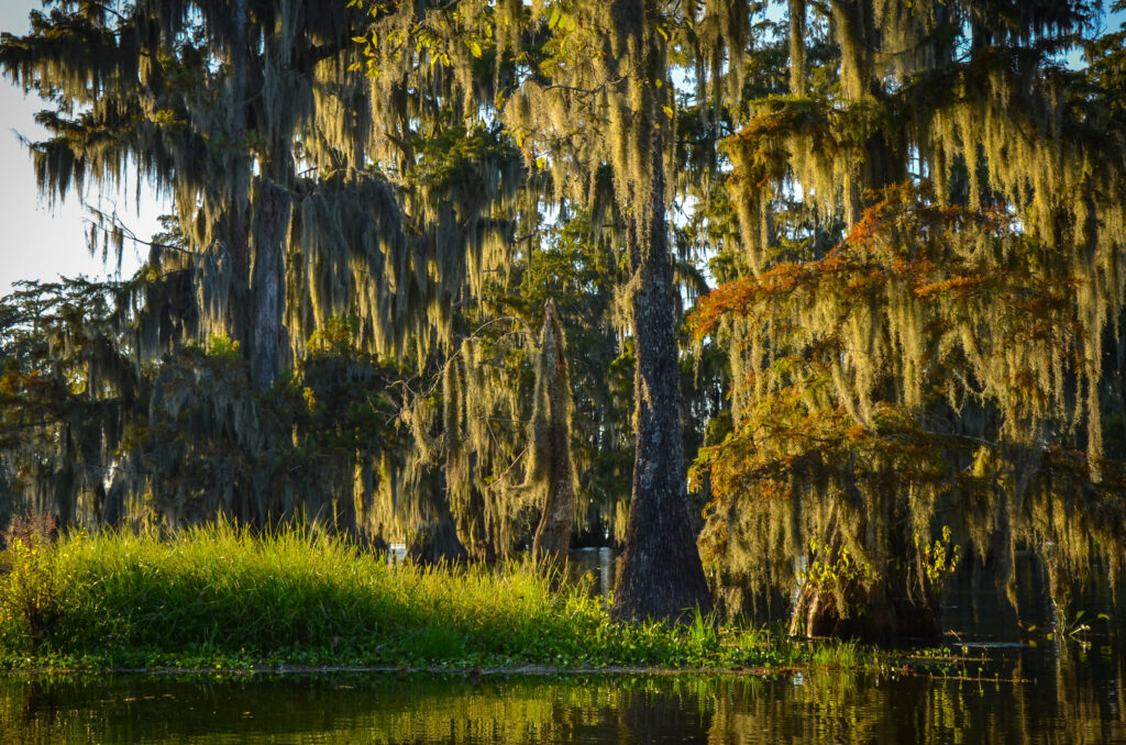 Lafayette, LA mosquito control
