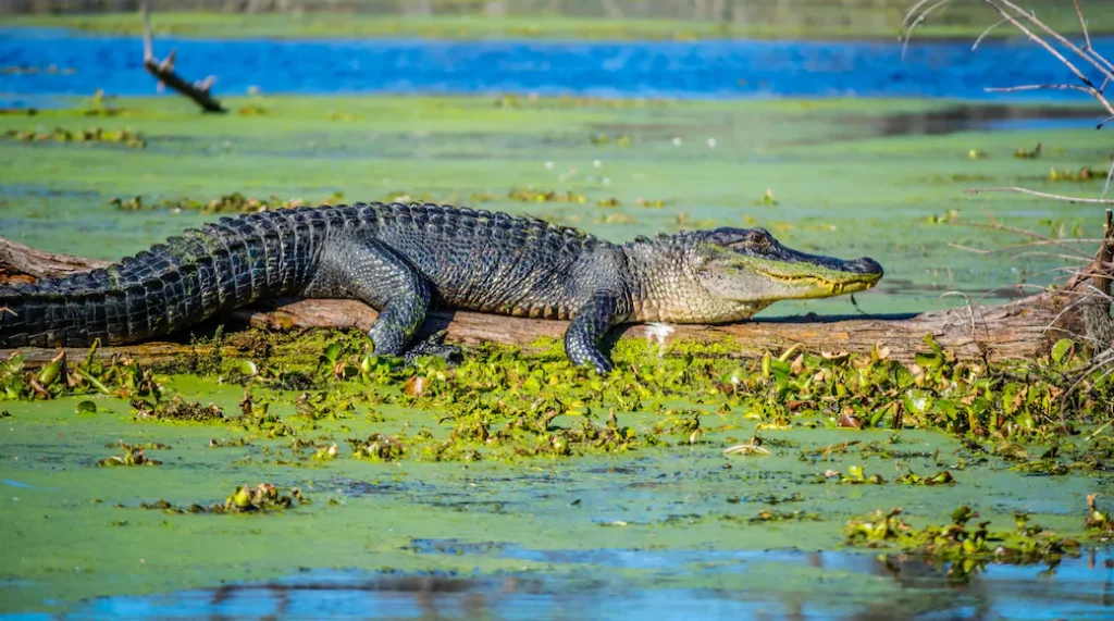 Large Alligator in Abbeville, Louisiana Large Alligator in Abbeville Louisiana